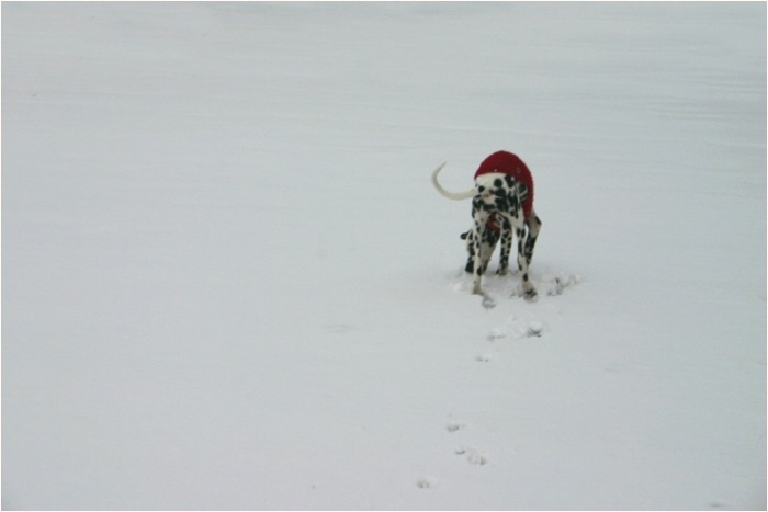 <b>ja ja schn�ffeln soll ich... leicht gesagt, wenn man nicht selbst die Nase in den Schnee stecken mu�!<b>